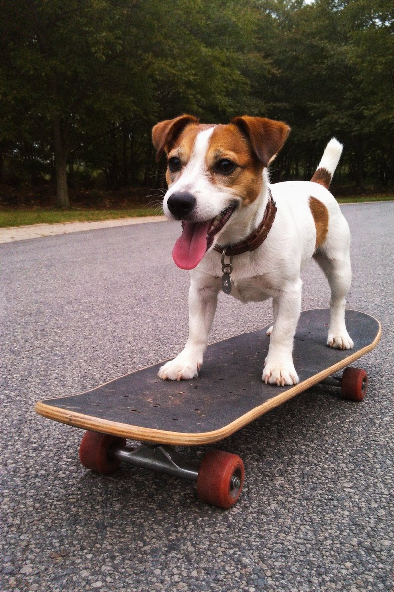Dog on Skateboard Original iPhone Photo Prompt 1