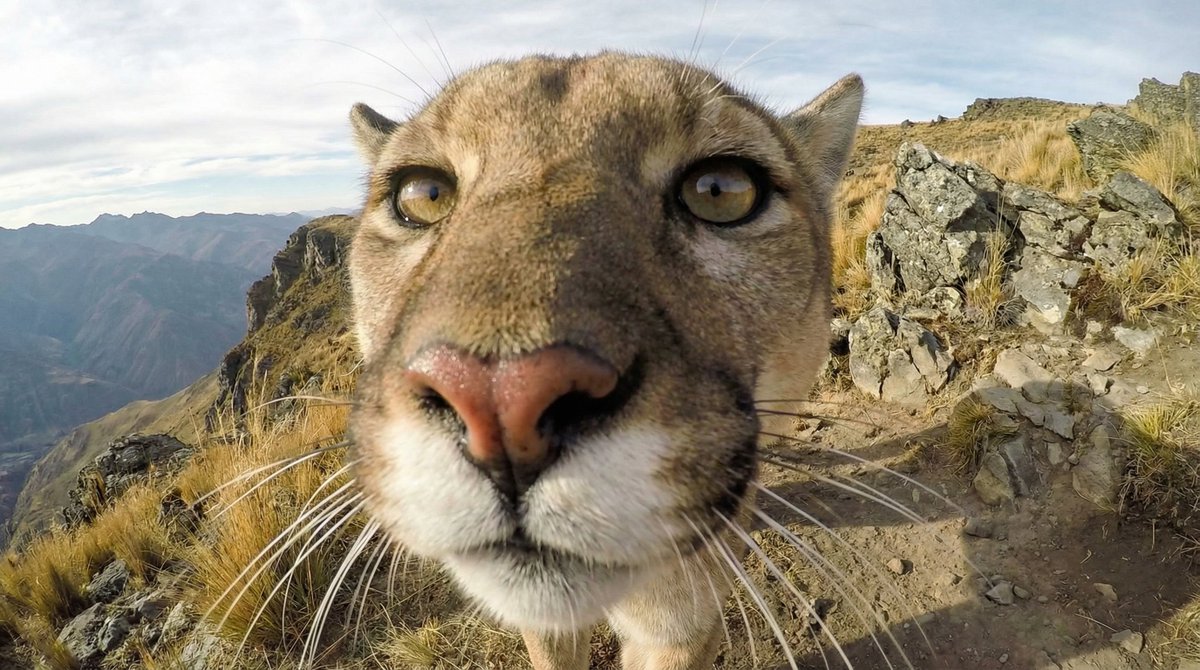Variable Fisheye POV Wildlife Prompt 3