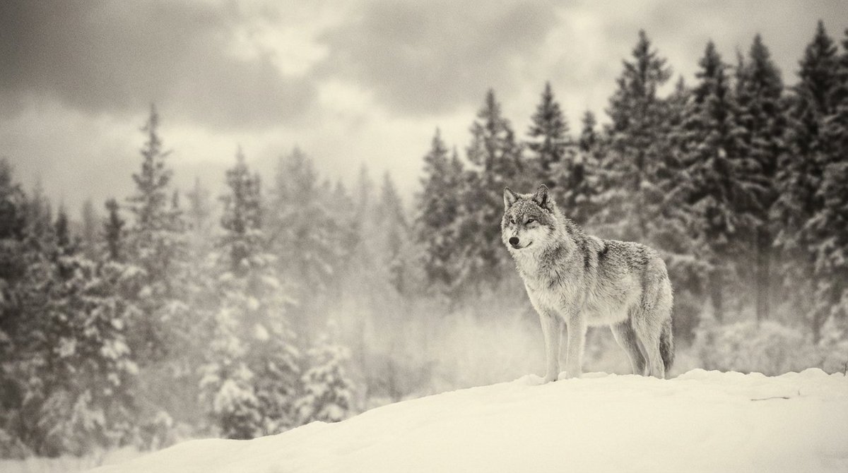 Monochromatic Ivory Cinematic Portrait 4
