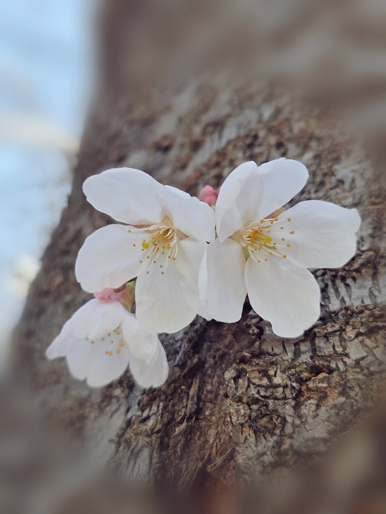 Found a Small Spring 1