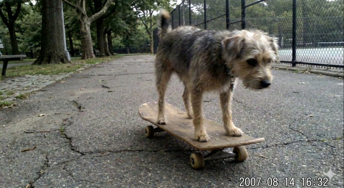 Dog on Skateboard Original iPhone Photo Prompt 2